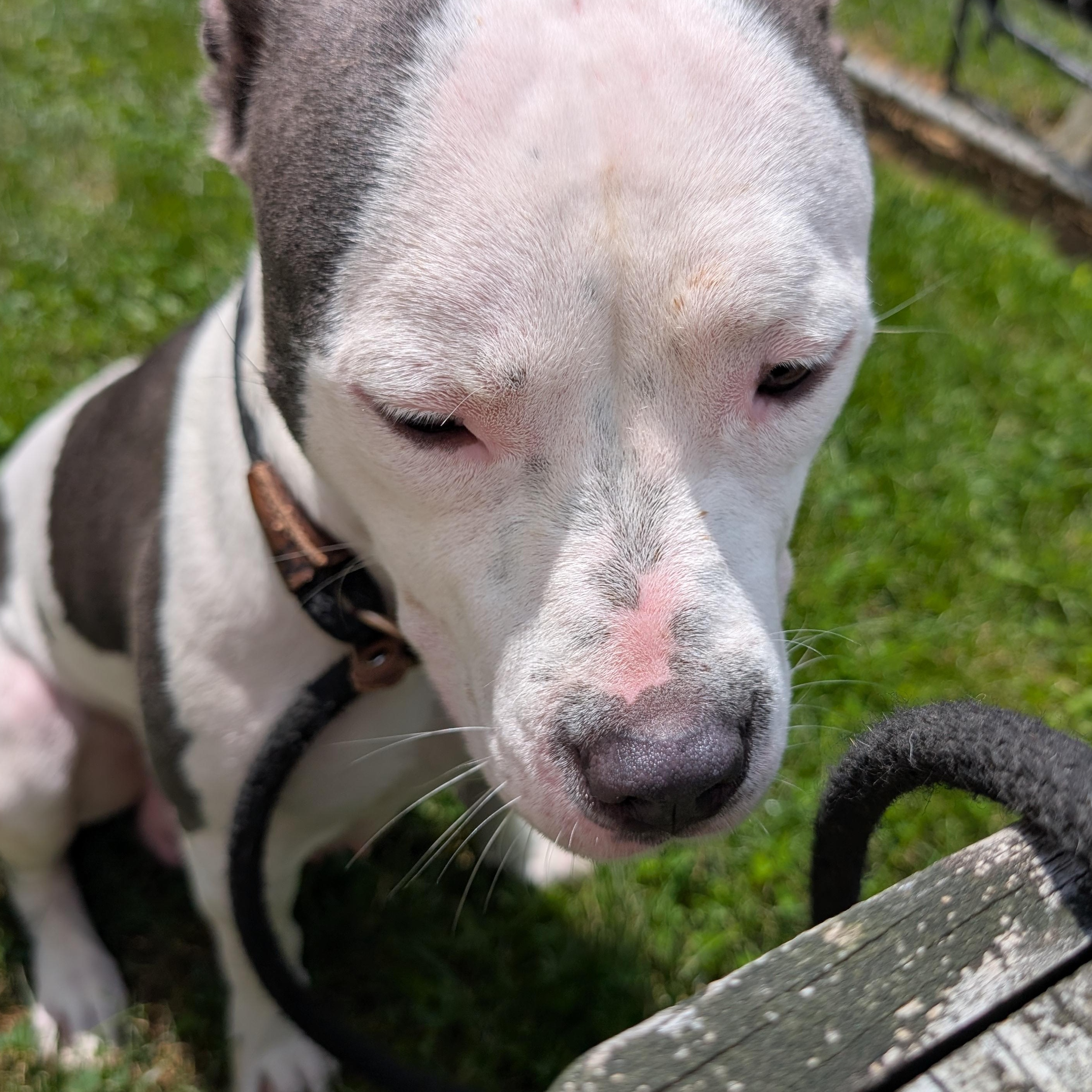 191545 LOOKING FOR OWNER, adopted, Adult Female Pit Bull Terrier.