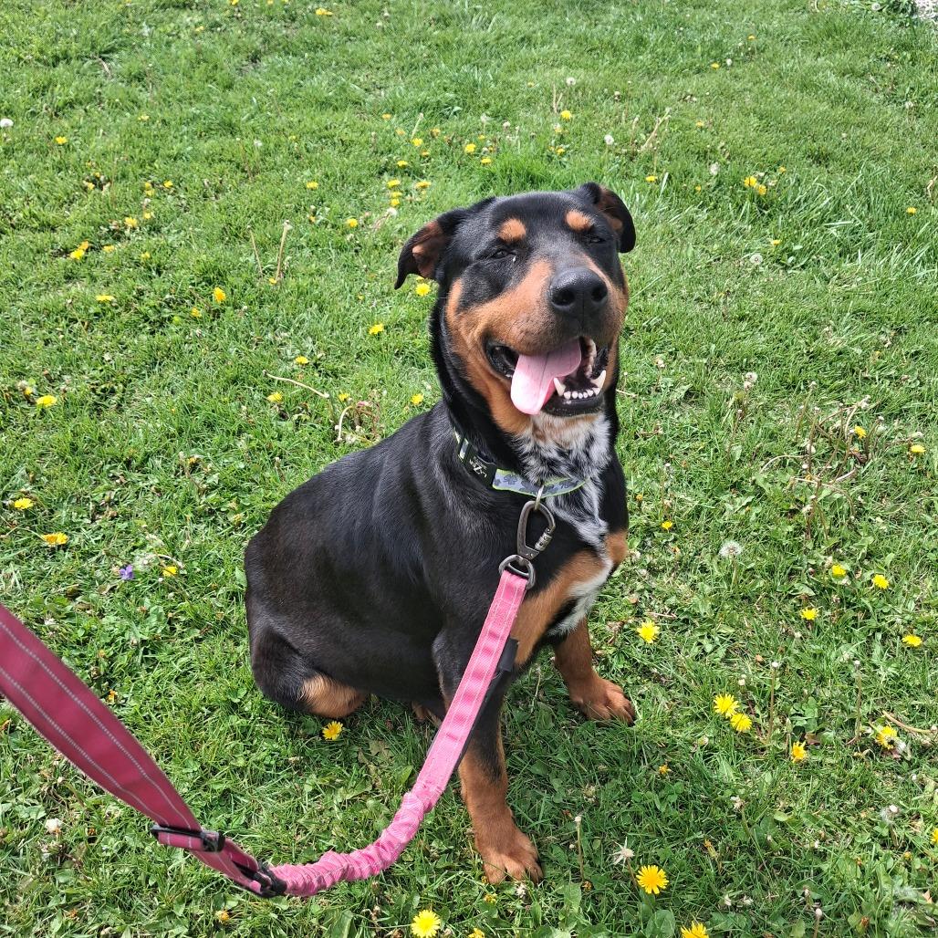 Ziva, Adoptable, Adult Female Rottweiler & German Shepherd Dog.