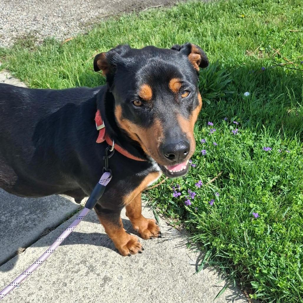 Enlarge Ziva, a Adoptable mixed breed in Lima, OH image 2/4