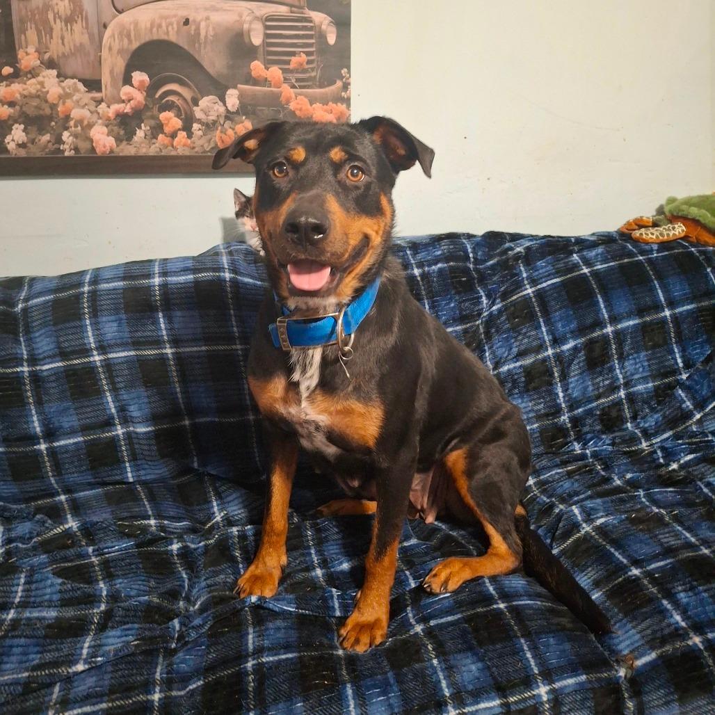 Enlarge Ziva, a Adoptable mixed breed in Lima, OH image 3/4