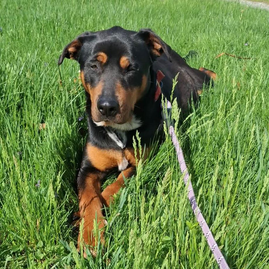 Enlarge Ziva, a Adoptable mixed breed in Lima, OH image 4/4