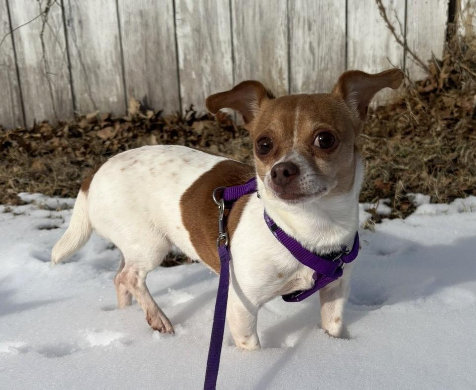 Enlarge Bernadette, an adopted Chihuahua in Manhattan, KS image 3/6
