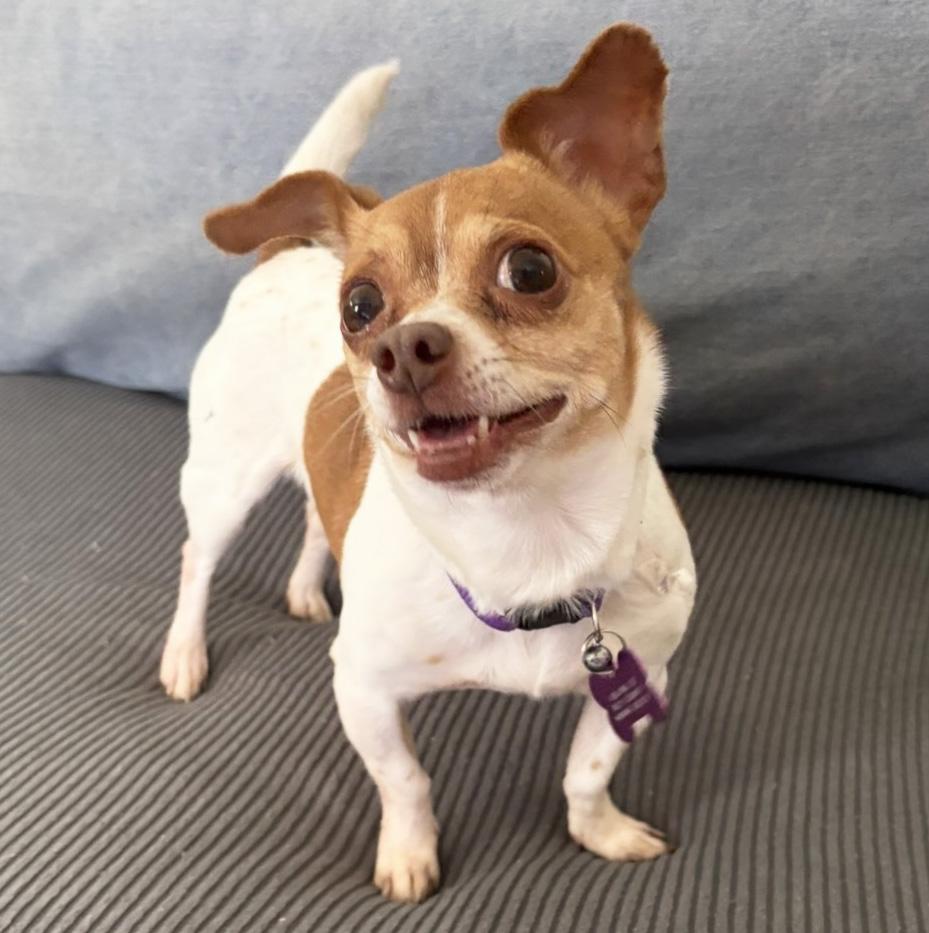 Bernadette, adopted, Adult Female Chihuahua.