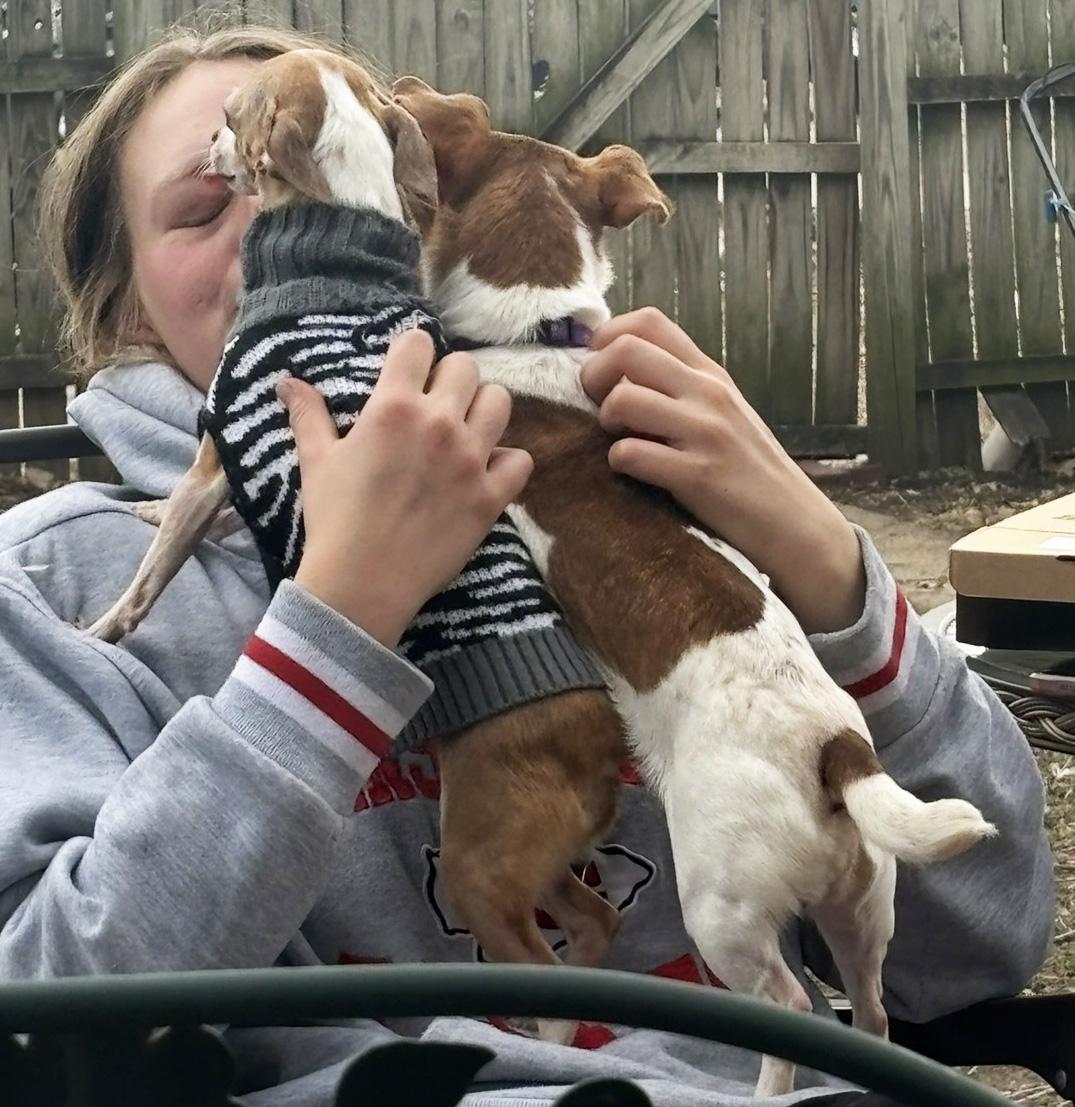 Enlarge Bernadette, an adopted Chihuahua in Manhattan, KS image 2/6