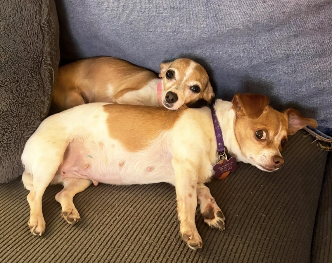 Enlarge Bernadette, an adopted Chihuahua in Manhattan, KS image 4/6