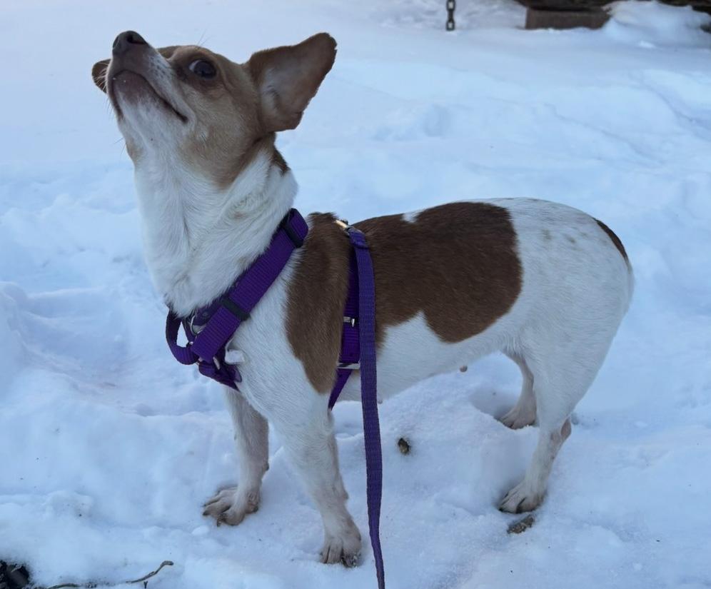 Enlarge Bernadette, an adopted Chihuahua in Manhattan, KS image 6/6