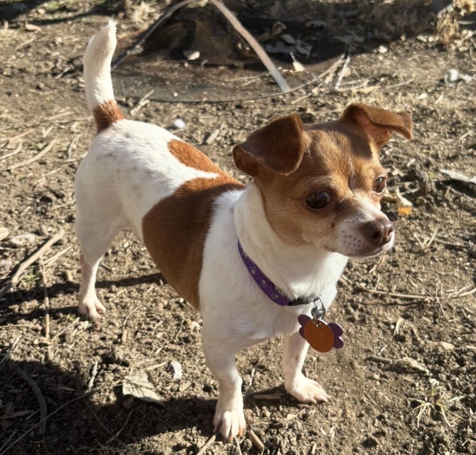 Enlarge Bernadette, an adopted Chihuahua in Manhattan, KS image 5/6