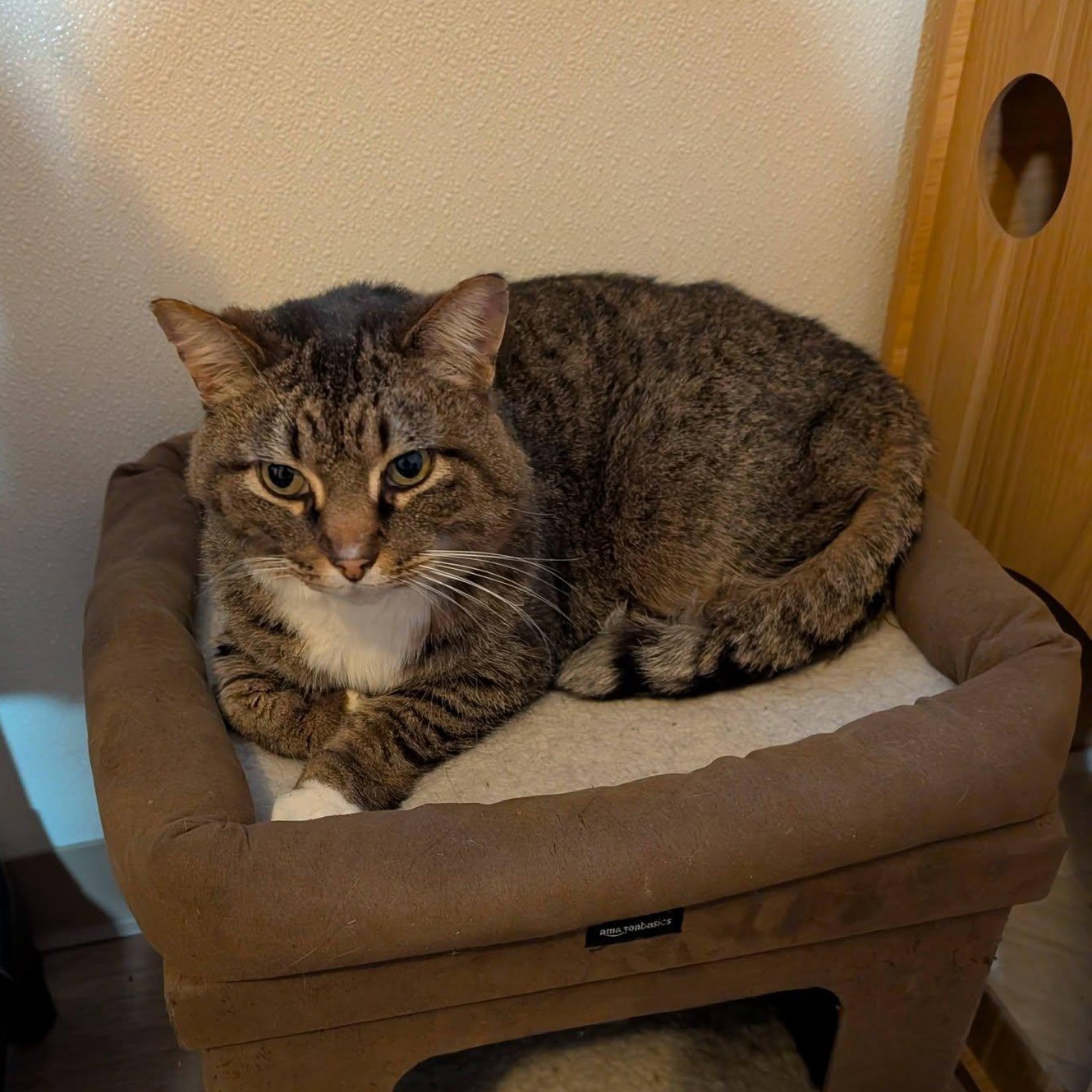 Enlarge Elias, a Adoptable Domestic Short Hair in Manistique, MI image 2/2