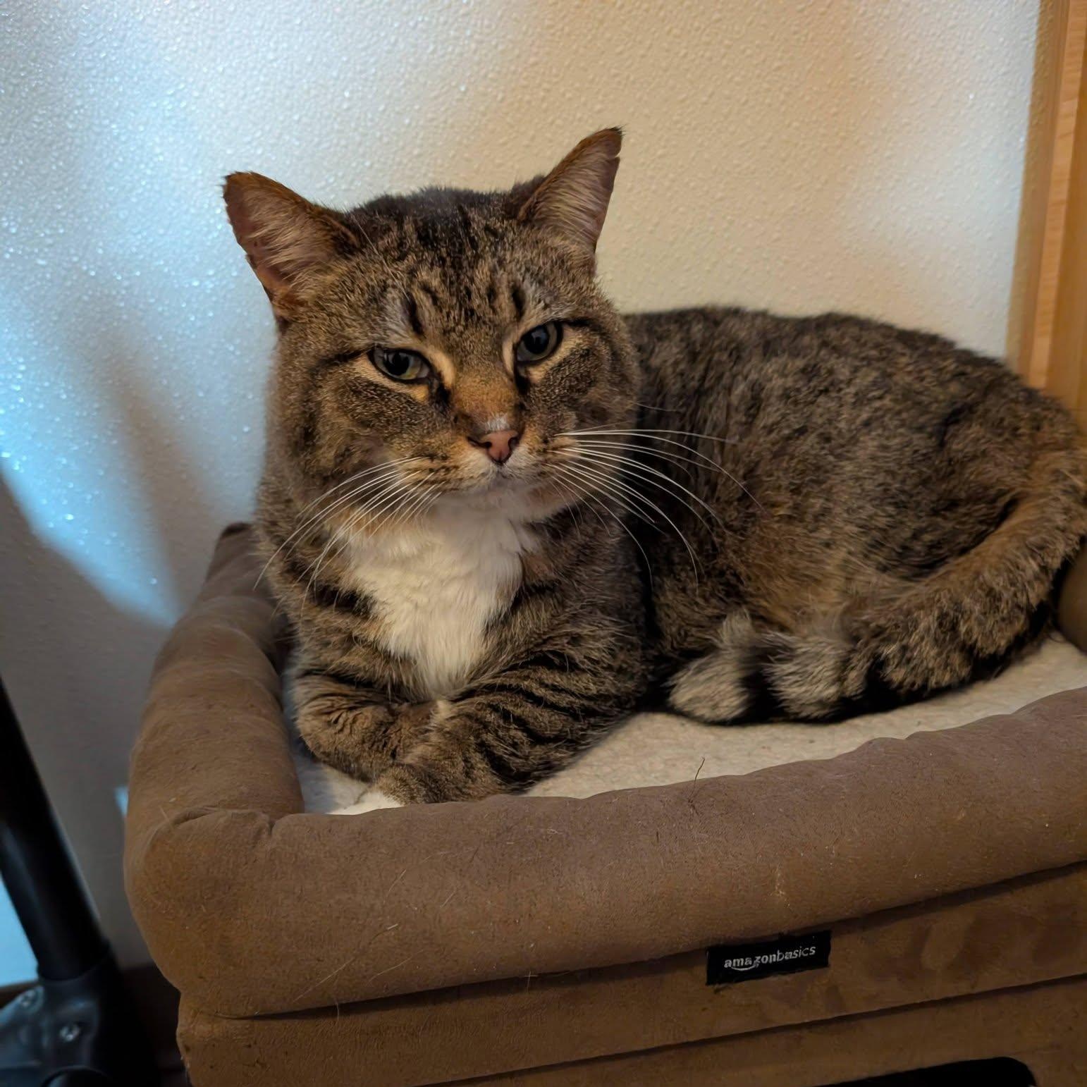 Enlarge Elias, a Adoptable Domestic Short Hair in Manistique, MI image 1/2