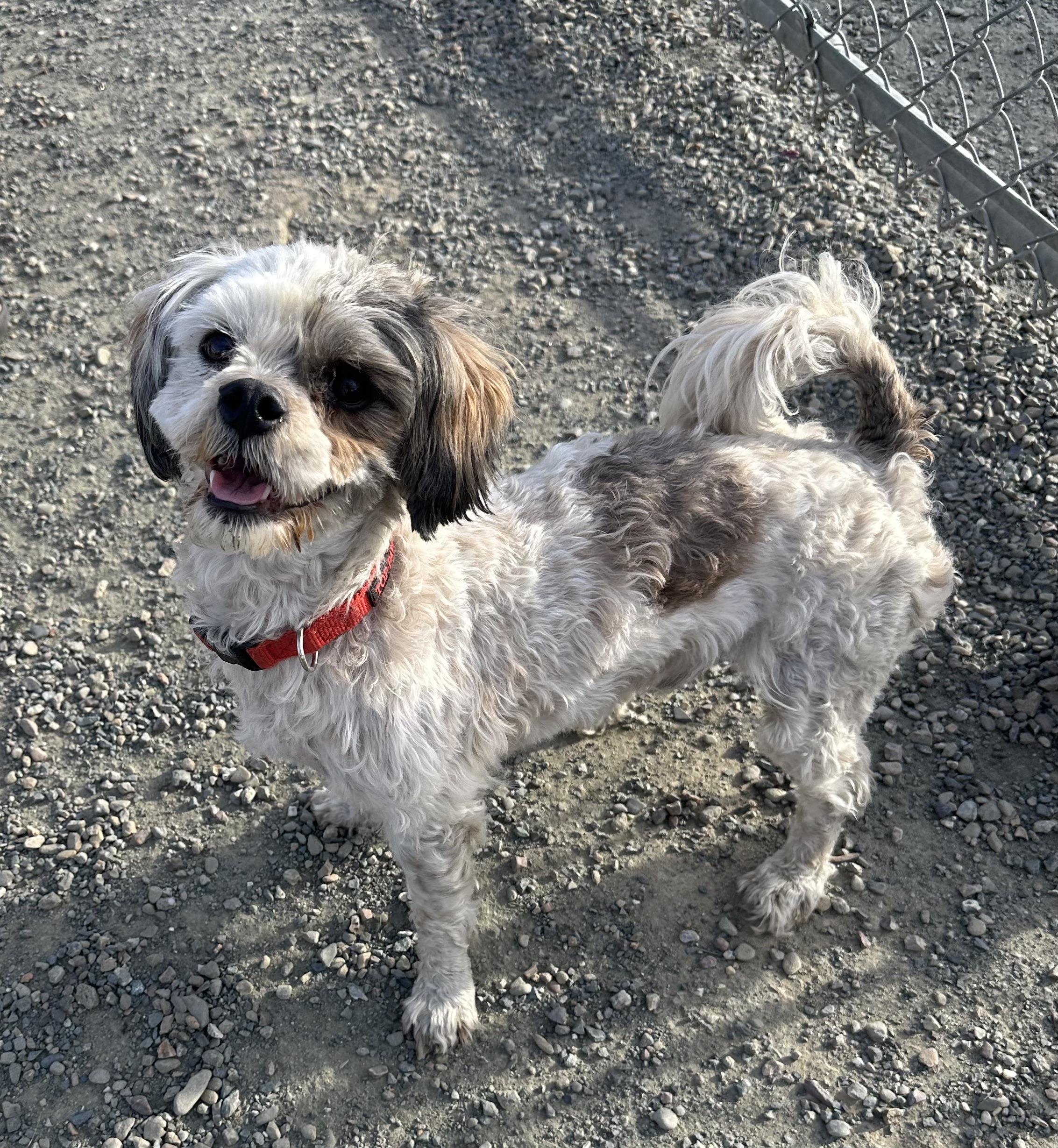 Enlarge Oscar, a ADOPTABLE mixed breed in Knightsen, CA image 5/6