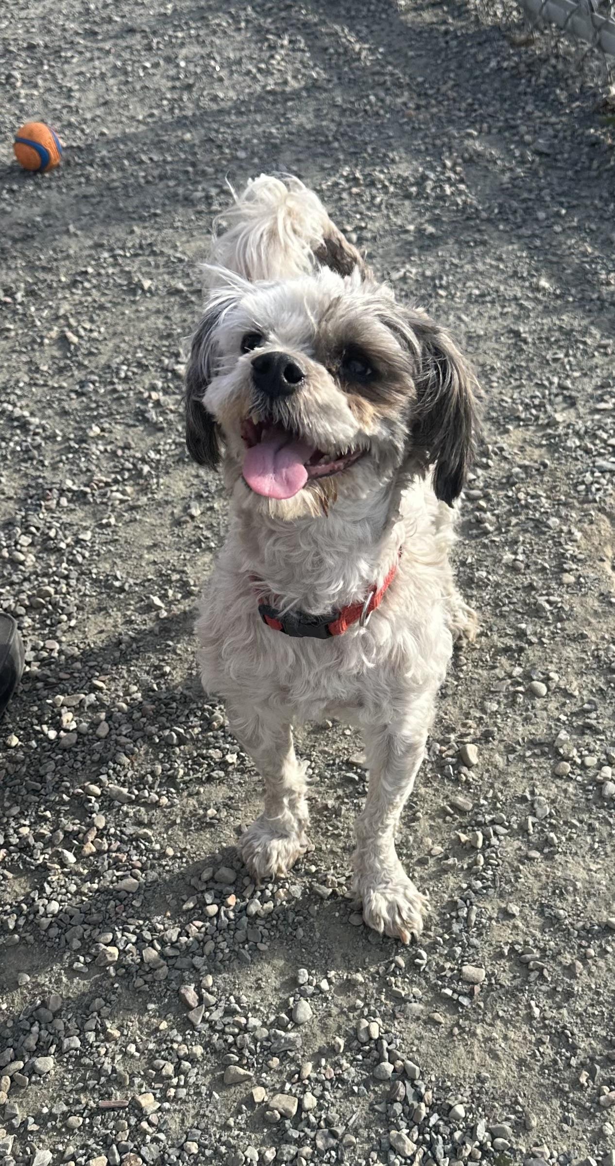 Enlarge Oscar, a ADOPTABLE mixed breed in Knightsen, CA image 2/6