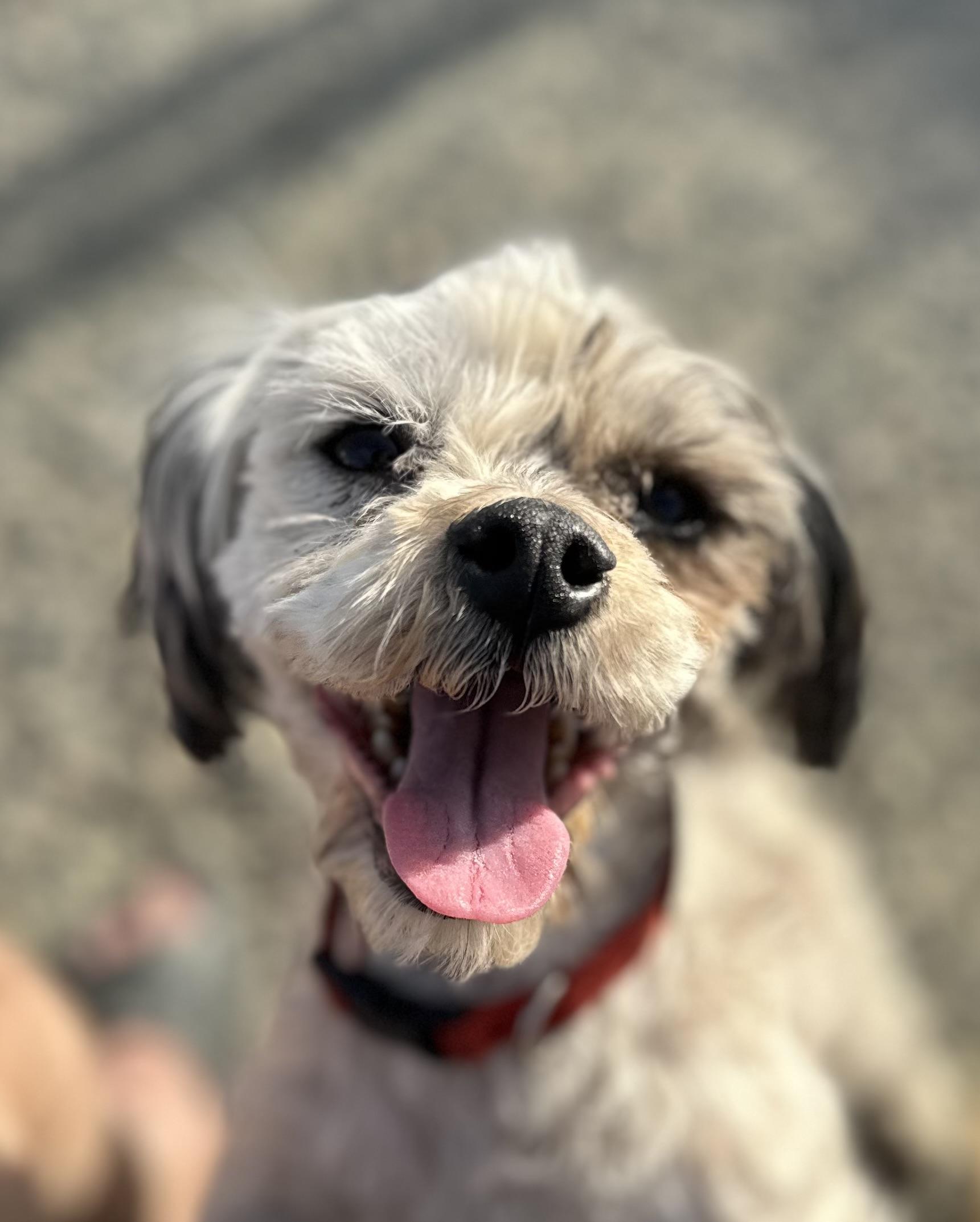 Enlarge Oscar, a ADOPTABLE mixed breed in Knightsen, CA image 4/6