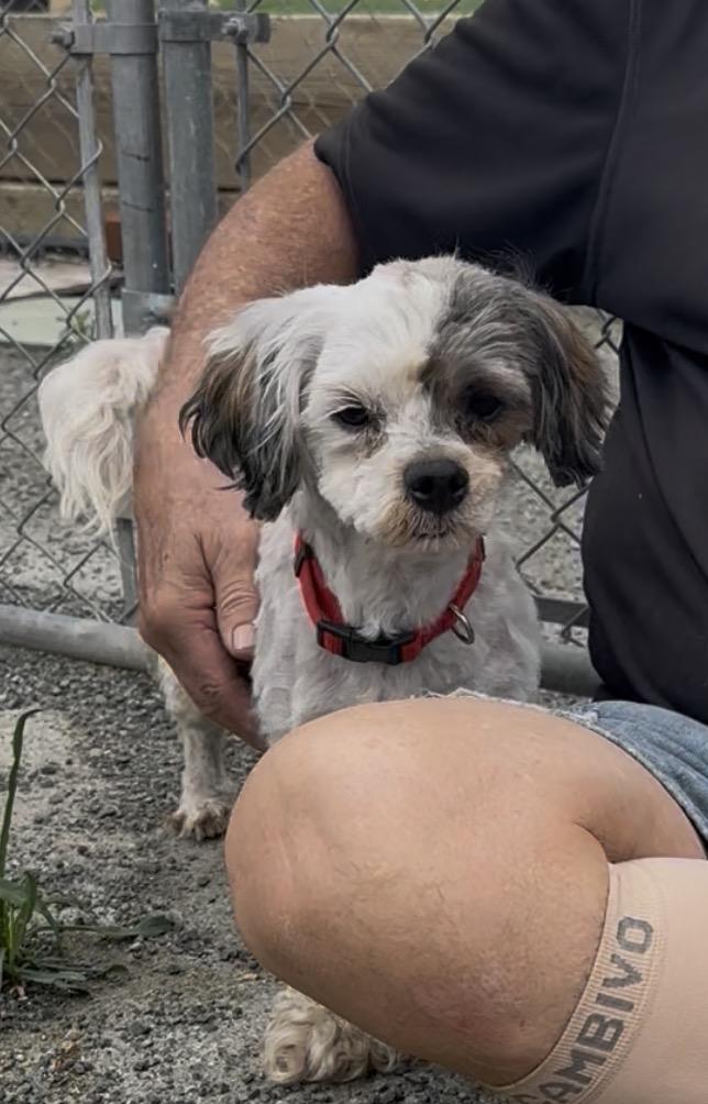 Enlarge Oscar, a ADOPTABLE mixed breed in Knightsen, CA image 6/6