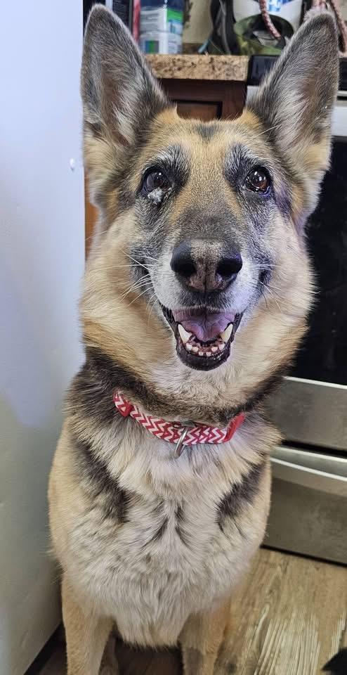 Arya, a Adoptable German Shepherd Dog in Pocatello, ID image 2/3