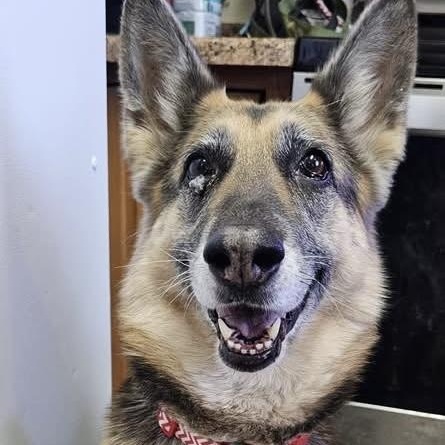 Arya, Adoptable, Senior Female German Shepherd Dog.