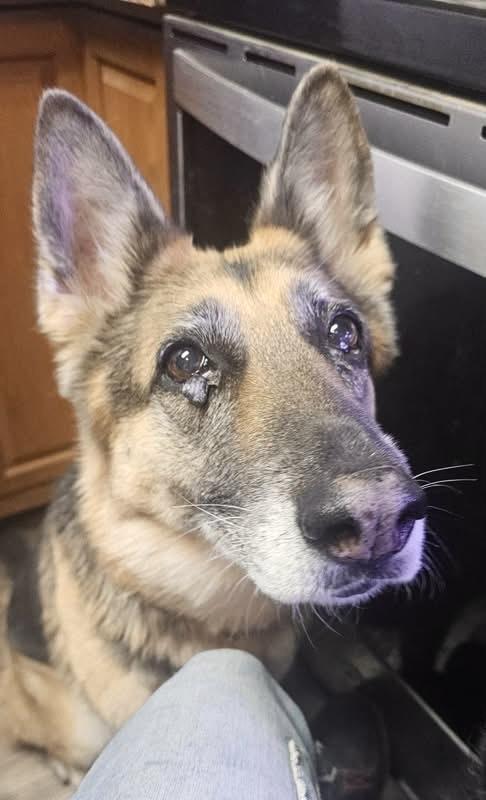 Arya, a Adoptable German Shepherd Dog in Pocatello, ID image 3/3