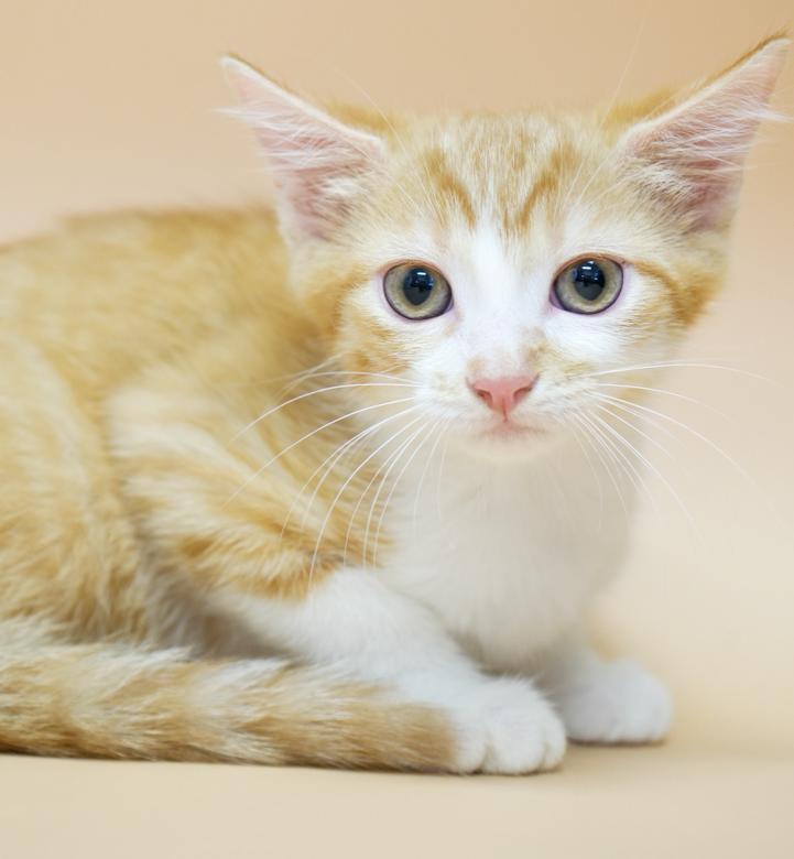 Candy cannot be any sweeter or cuter!  RARE ORANGE FEMALE !