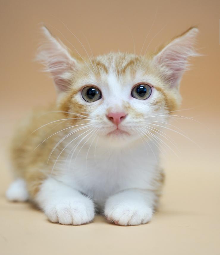 Candy cannot be any sweeter or cuter!  RARE ORANGE FEMALE !