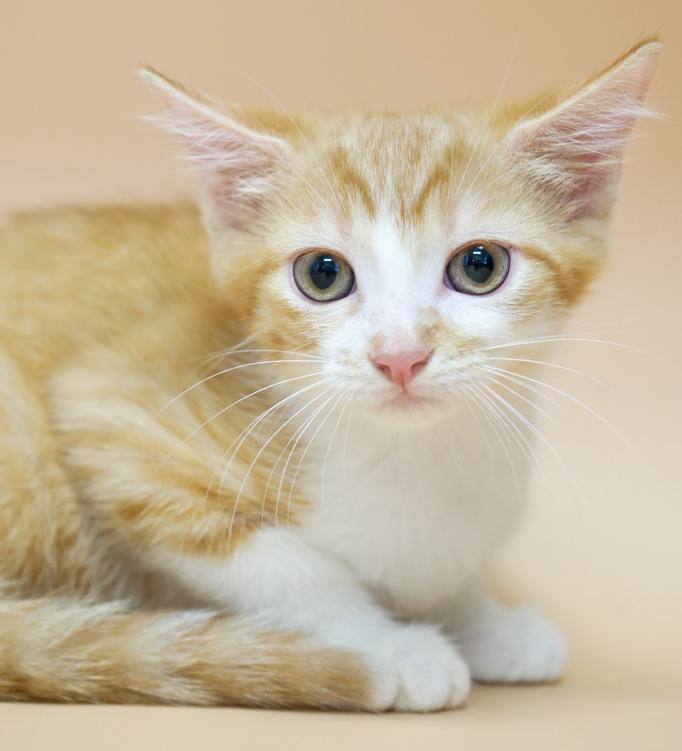 Candy cannot be any sweeter or cuter!  RARE ORANGE FEMALE !