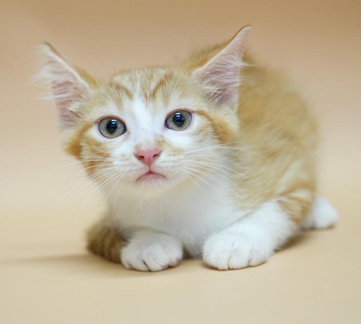 Candy cannot be any sweeter or cuter!  RARE ORANGE FEMALE !