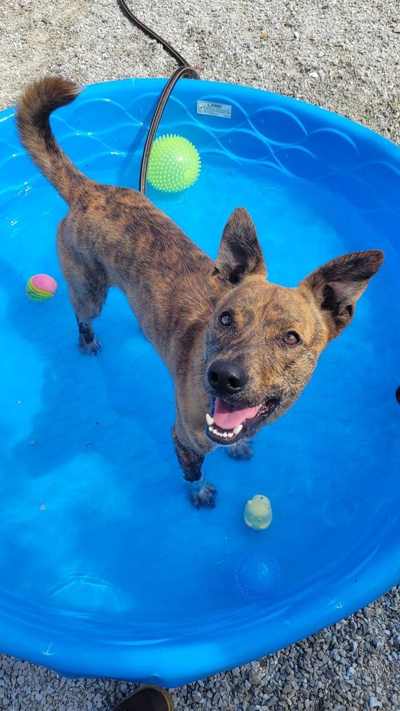 Buckeye, a Adoptable mixed breed in Bolivar, MO image 2/6