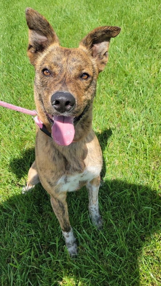 Buckeye, a Adoptable mixed breed in Bolivar, MO image 3/6