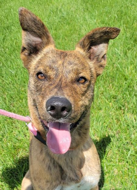 Buckeye, a Adoptable mixed breed in Bolivar, MO image 3/3