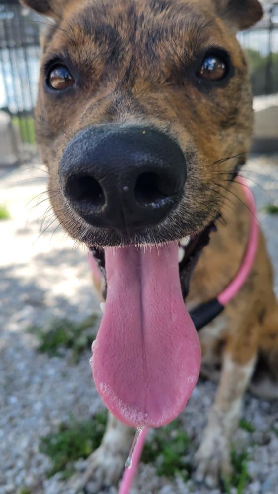 Buckeye, a Adoptable mixed breed in Bolivar, MO image 4/6
