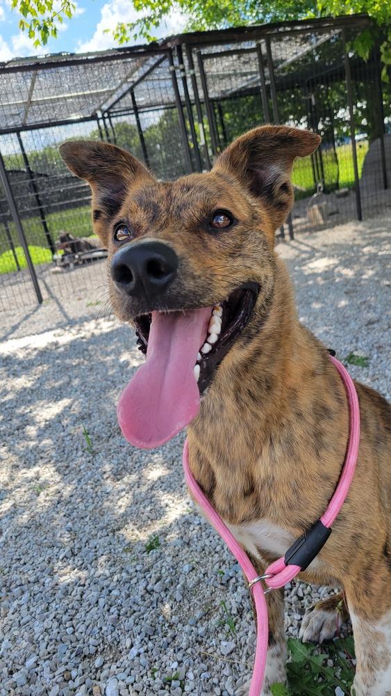 Buckeye, a Adoptable mixed breed in Bolivar, MO image 5/6