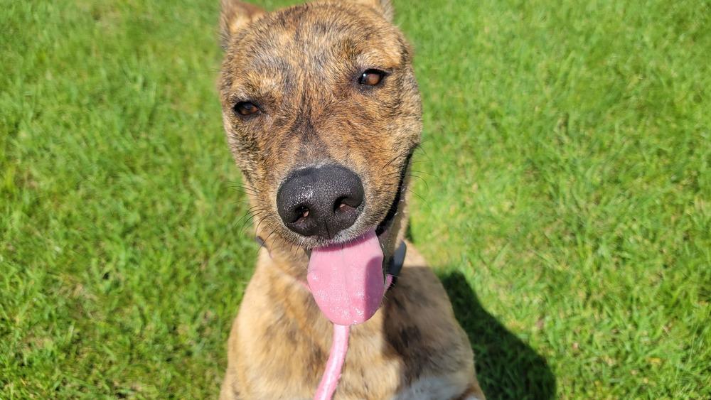 Buckeye, a Adoptable mixed breed in Bolivar, MO image 6/6