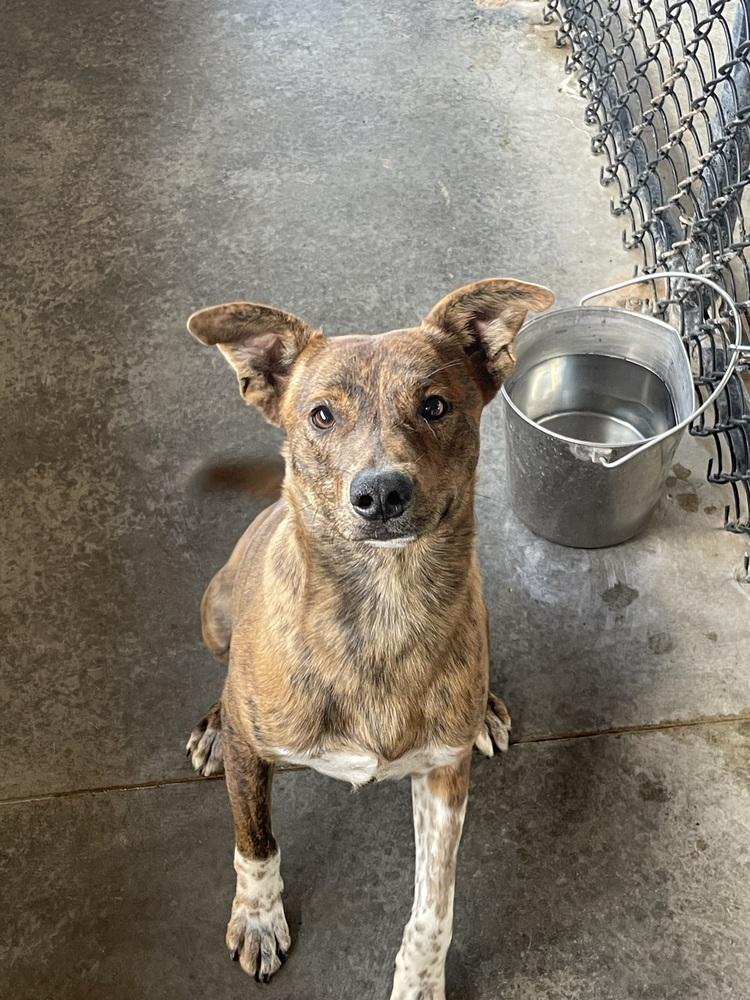 Buckeye, Adoptable, Adult Male Australian Cattle Dog / Blue Heeler & Pit Bull Terrier.