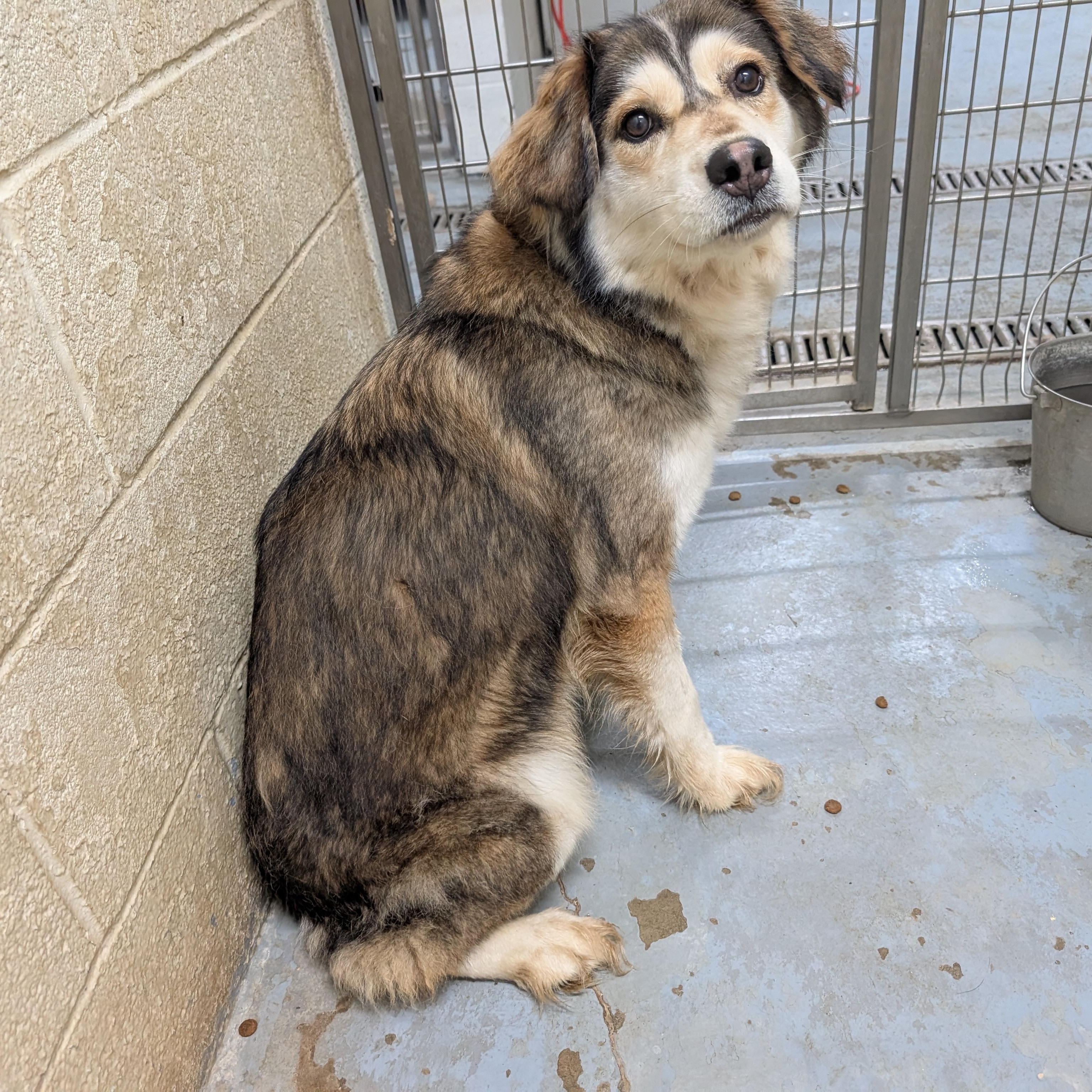 191256 Sheila LOOKING FOR OWNER, ADOPTABLE, Adult Female Australian Shepherd.