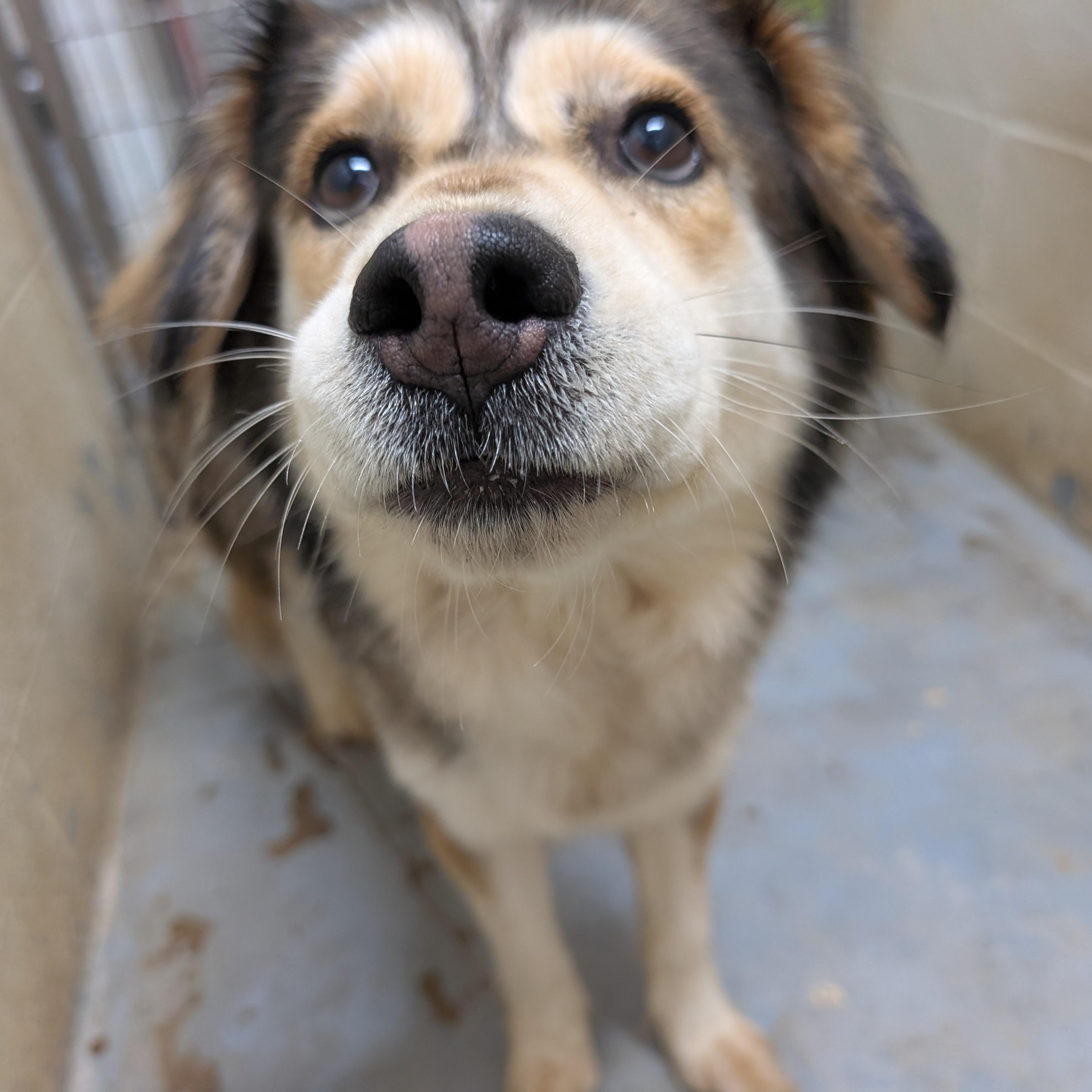 191256 Sheila LOOKING FOR OWNER, a ADOPTABLE mixed breed in Ravenna, OH image 2/4