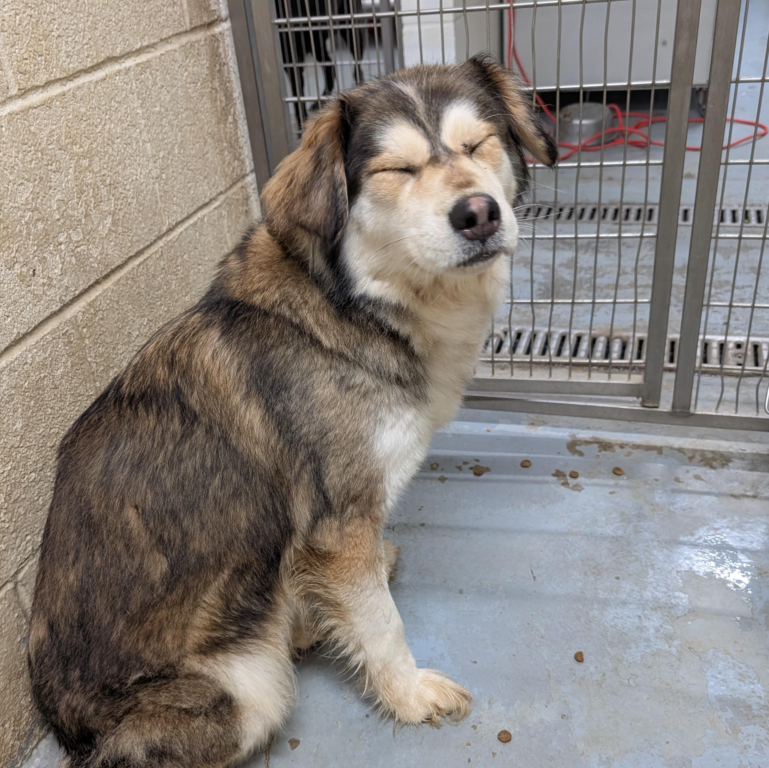 191256 Sheila LOOKING FOR OWNER, a ADOPTABLE mixed breed in Ravenna, OH image 3/4
