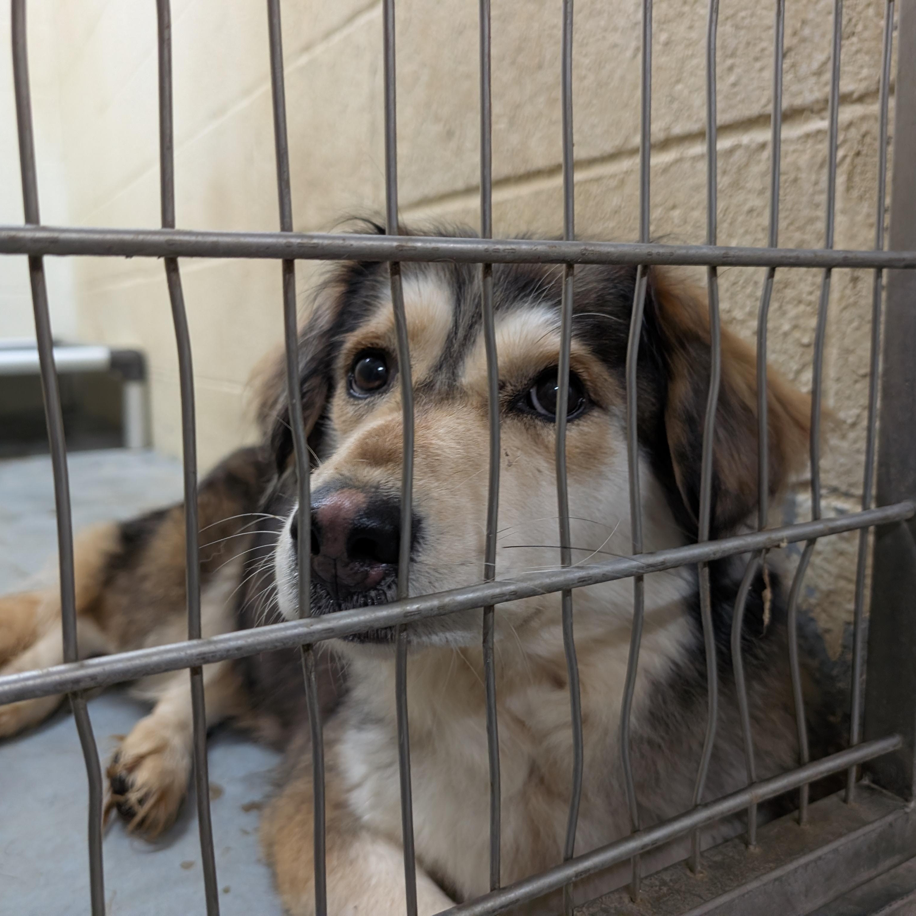 191256 Sheila LOOKING FOR OWNER, a ADOPTABLE mixed breed in Ravenna, OH image 4/4