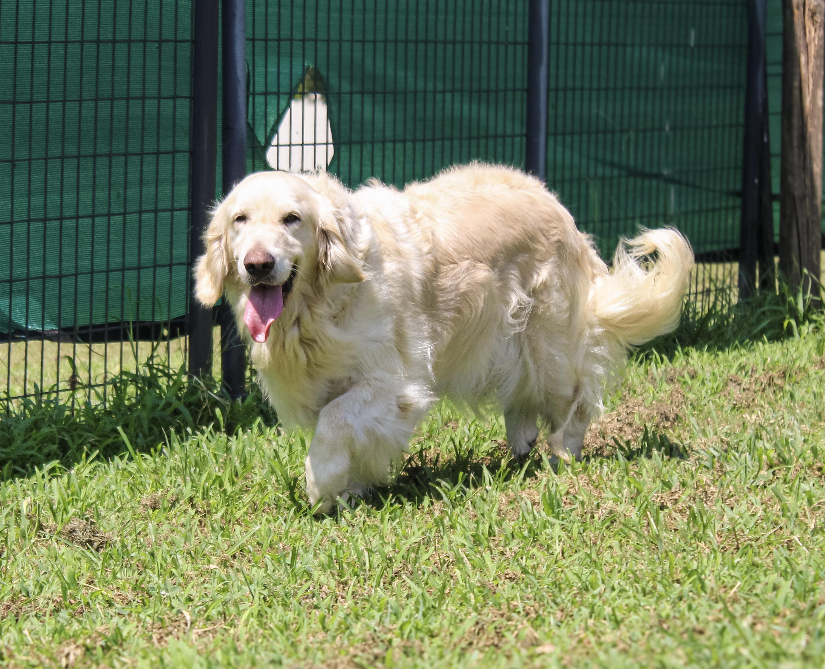 Enlarge Petra, a ADOPTABLE Golden Retriever in Neosho, MO image 3/3
