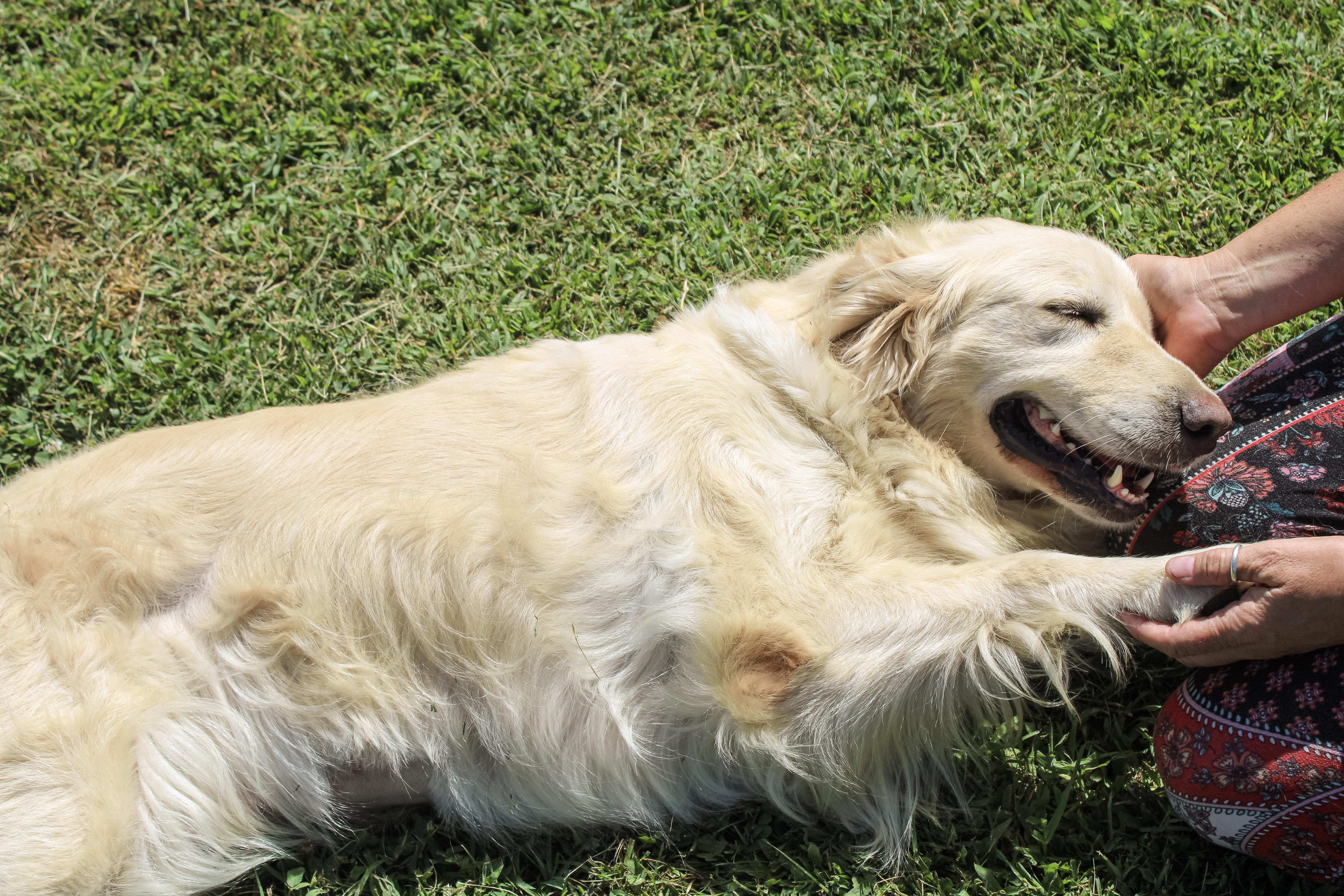 Petra, ADOPTABLE, Adult Female Golden Retriever.