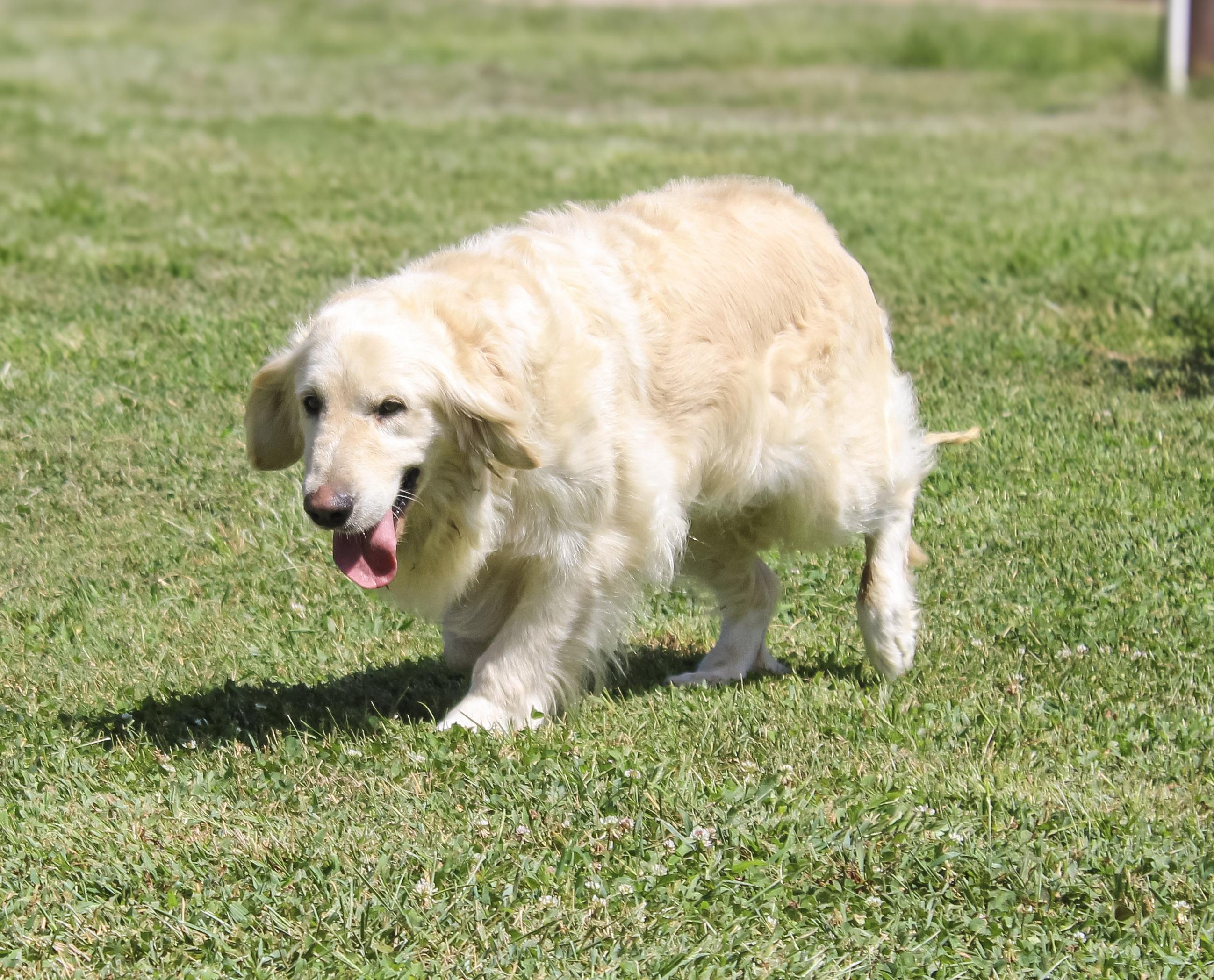 Enlarge Petra, a ADOPTABLE Golden Retriever in Neosho, MO image 2/3