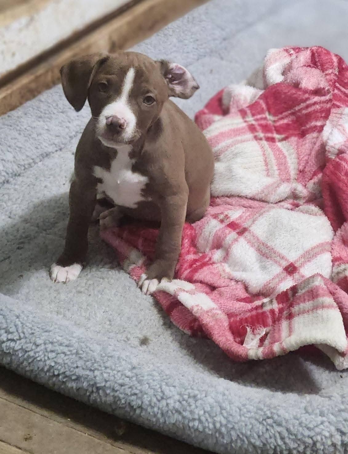 Fuji, adopted, Puppy Male Beagle.