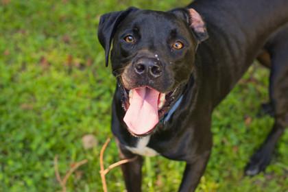 Sunkist, Adoptable, Adult Male Labrador Retriever & Mixed Breed.