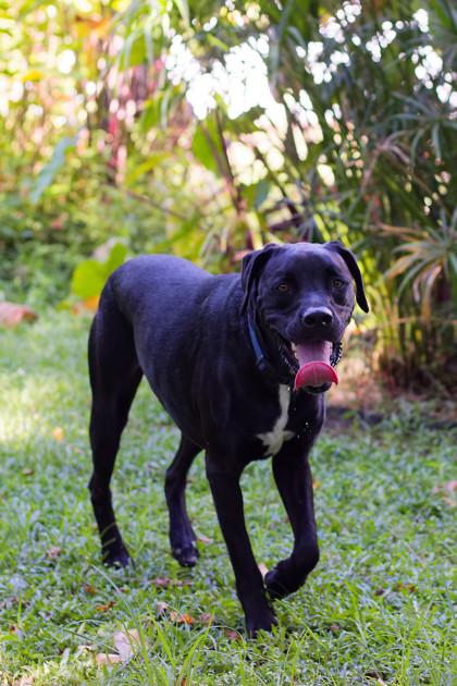 Sunkist, Adoptable, Adult Male Labrador Retriever & Mixed Breed.