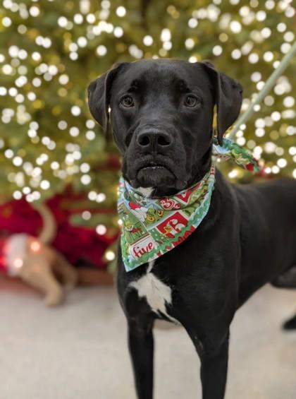 Enlarge Sunkist, a Adoptable mixed breed in Gulfport, MS image 2/3