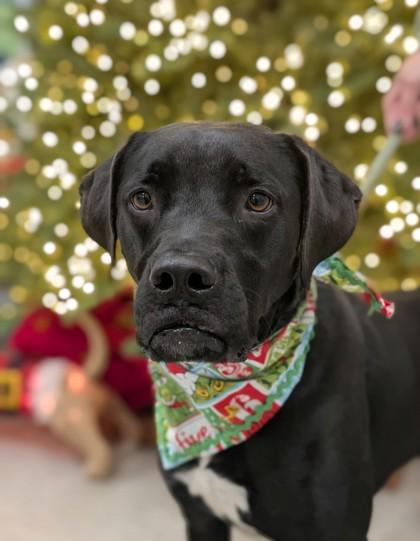 Enlarge Sunkist, a Adoptable mixed breed in Gulfport, MS image 3/3