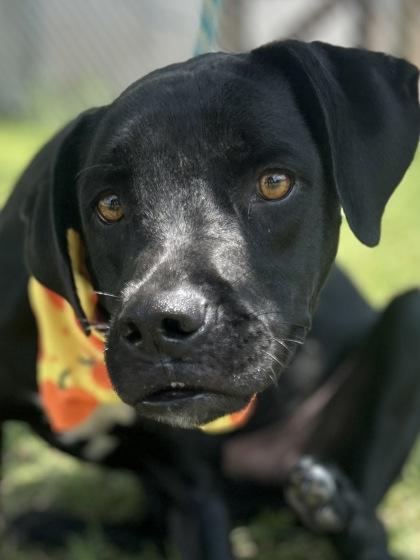 Sunkist, a Adoptable mixed breed in Gulfport, MS image 3/3