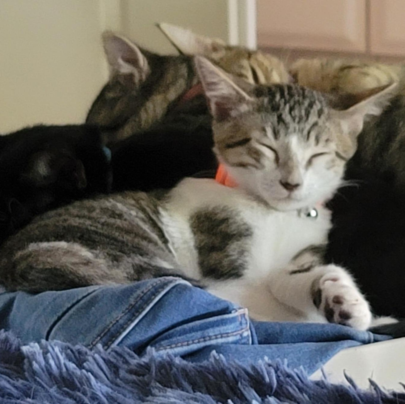 Enlarge Pip, a Adoptable Domestic Short Hair in Orlando, FL image 2/5