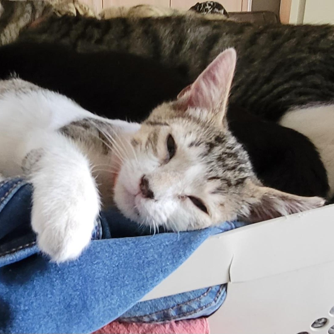 Enlarge Pip, a Adoptable Domestic Short Hair in Orlando, FL image 3/5