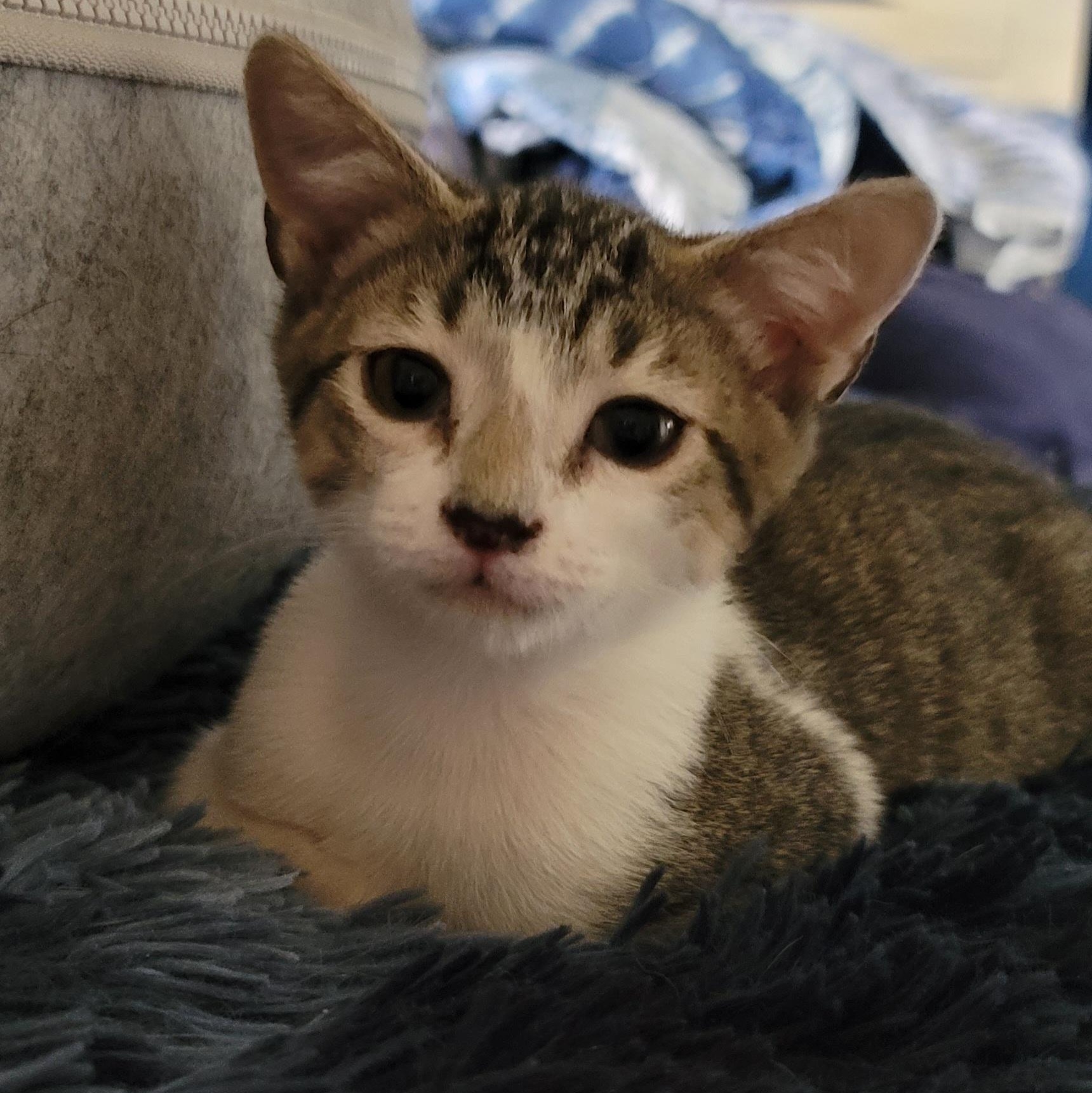 Enlarge Pip, a Adoptable Domestic Short Hair in Orlando, FL image 1/5