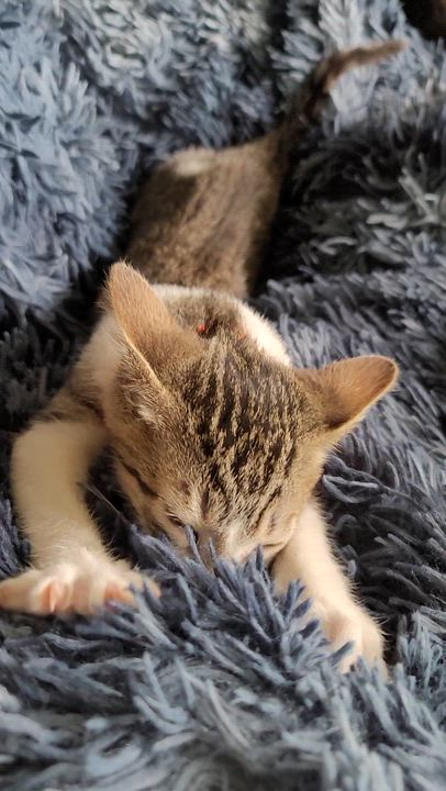 Enlarge Pip, a Adoptable Domestic Short Hair in Orlando, FL video 5/5