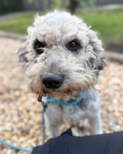 Enlarge Birch, a Adoptable mixed breed in Saint Petersburg, FL image 1/2