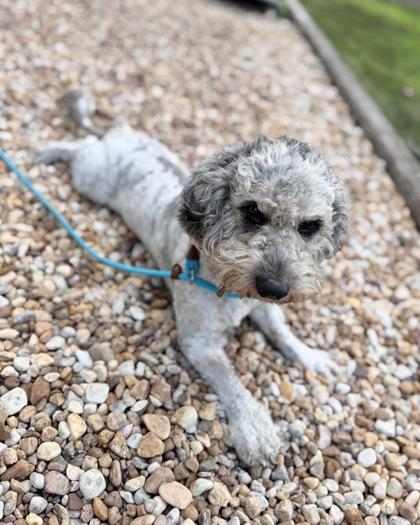 Enlarge Birch, a Adoptable mixed breed in Saint Petersburg, FL image 2/2